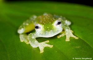 7962 Fleischmann's Glass Frog (Hyalinobatrachium fleischmanni), Arenal Oasis Lodge, Costa Rica