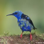 7973 Immature Red-legged Honeycreeper (Cyanerpes cyaneus), Laguna del Lagarto, Costa Rica