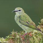 7972 Female Red-legged Honeycreeper (Cyanerpes cyaneus), Laguna del Lagarto, Costa Rica