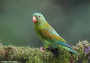 7970 Orange-chinned Parakeet (Brotogeris jugularis), Laguna del Lagarto Lodge, Costa Rica