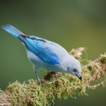 7969 Blue-gray Tanager (Thraupis episcopus), Laguna del Lagarto, Costa Rica