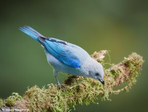 7969 Blue-gray Tanager (Thraupis episcopus), Laguna del Lagarto, Costa Rica