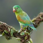 7945 Orange-chinned Parakeet (Brotogeris jugularis), Laguna del Lagarto Lodge, Costa Rica