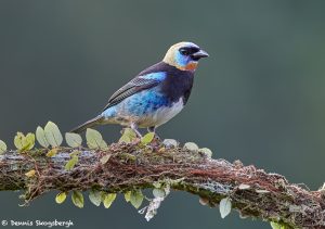 7942 Golden-hooded Tanager (Tangara larvata), Laguna del Lagarto Lodge, Costa Rica