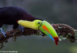 7945 Keel-billed Toucan (Ramphastos sulfuratus), Laguna del Lagarto Lodge, Costa Rica