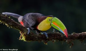7946 Keel-billed Toucan (Ramphastos sulfuratus), Laguna del Lagarto Lodge, Costa Rica