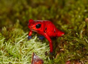 7958 Strawberry Poison Dart Frog (Dendrobates pumillo), Laguna del Lagarto Lodge, Costa Rica