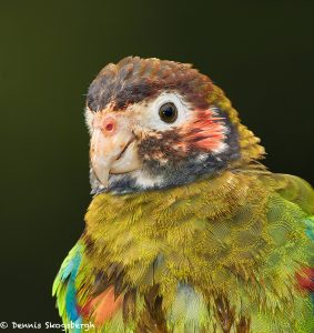 7959 Brown-hooded Parrot (Pionopsitta haematotis), Laguna del Lagarto, Costa Rica