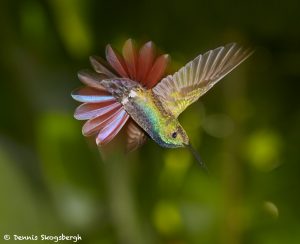 7967 Rufous-tailed Hummingbird (Amazilia tzacatl), Laguna del Lagarto Lodge, Costa Rica