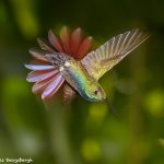 7967 Rufous-tailed Hummingbird (Amazilia tzacatl), Laguna del Lagarto Lodge, Costa Rica