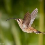 3000 Long-billed Hermit (Phaethornis longirostris), Laguna del Largarto, Costa Rica