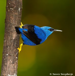 7954 Shining Honeycreeper (Cyanerpes lucidus), Laguna del Lagarto, Costa Rica