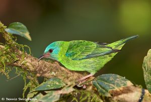 7999 Female Blue Dacnis (Dacnis cayana), Laguna del Lagarto, Costa Rica