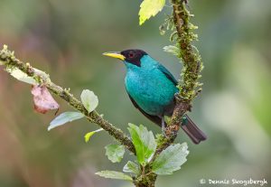 7946 Green Honeycreeper (Chlorophanes spiza), Laguna del Lagarto, Costa Rica