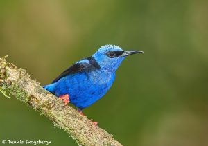 8000 Male Red-legged Honeycreeper (Cyanerpes cyaneus), Laguna del Lagarto, Costa Rica