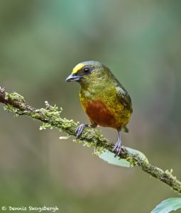 8001 Male Olive-backed Euphonia (Euphonia gouldi), Laguna del Lagarto, Costa Rica