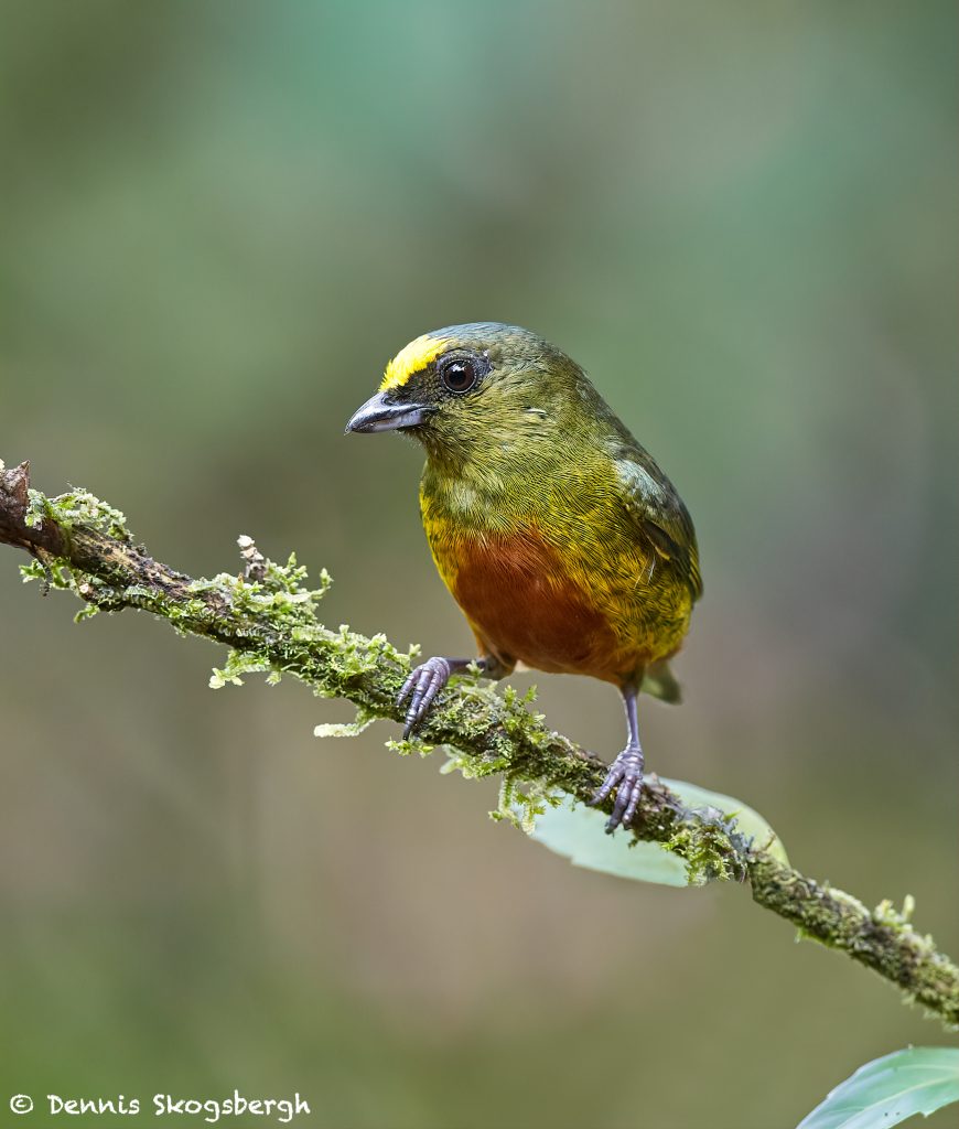 8001 Male Olive-backed Euphonia (euphonia Gouldi), Laguna Del Lagarto 