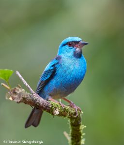 7989 Male Blue Dacnis (Dacnis cayana), Laguna del Lagarto, Costa Rica