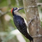 7990 Black-cheeked Woodpecker (Melanerpes pecherani), Laguna del Lagarto, Costa Rica