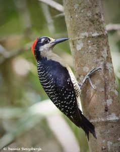 7990 Black-cheeked Woodpecker (Melanerpes pecherani), Laguna del Lagarto, Costa Rica