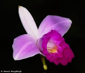7995 Bamboo Orchid (Arundina graminifolia), Costa Rica