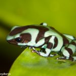 7993 Green Poison Dart Frog (Dendrotabes auratus), Laguna del Lagarto, Costa Rica