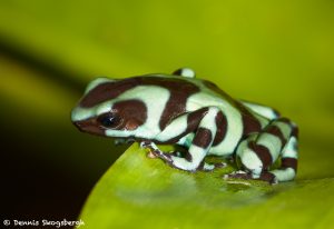 7993 Green Poison Dart Frog (Dendrotabes auratus), Laguna del Lagarto, Costa Rica