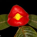 3005 Psychotria elata, Costa Rica
