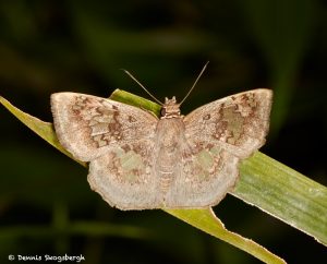 7937 Moth, Costa Rica