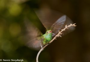 2047 Rufous-tailed Hummingbird (Amazilia tzacatl), Laguna del Lagarto Lodge, Costa Rica