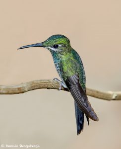 7939 Female Green-crowned Brilliant Hummingbird (Heliodoxa jacula), La Paz Waterfall Gardens, Costa Rica