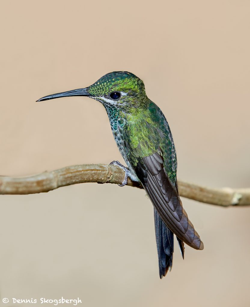 Female Green Crowned Brilliant Hummingbird Heliodoxa Jacula La