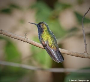 7984 Black-bellied hummingbird (Eupherusa nigriventris), La Paz Waterfall Gardens, Costa Rica