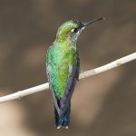 7941 Female Green-crowned Brilliant Hummingbird (Heliodoxa jacula), La Paz Waterfall Gardens, Costa Rica