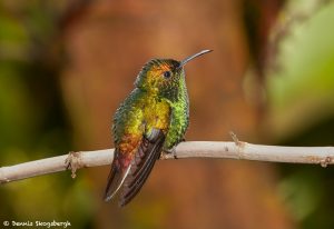 1983 Coppery-headed Emerald Hummingbird (Elvira cupreiceps), Peace Lodge, Costa Rica