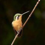 1984 Female Purple-throated Mountain Gem Hummingbird (Lampornis calolaemus), Peace Lodge, Costa Rica