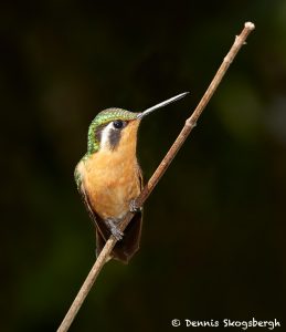 1984 Female Purple-throated Mountain Gem Hummingbird (Lampornis calolaemus), Peace Lodge, Costa Rica