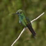 7976 Green-crowned Brilliant Hummingbird (Heliodoxa jacula), La Paz Waterfall Gardens, Costa Rica