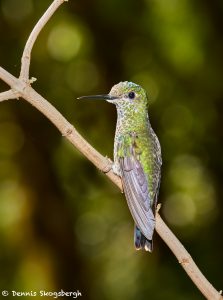 7940 Female Green-crowned Brilliant Hummingbird (Heliodoxa jacula), La Paz Waterfall Gardens, Costa Rica