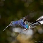 7951 Violet Sabrewing Hummingbird (Campylopterus hemileucurus), Peace Lodge, Costa Rica