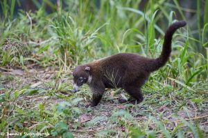 2050 White-nosed Coati (Nasua narica), Costa Rica