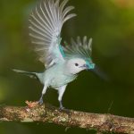 2009 Blue-gray Tanager (Thraupis episcopus), Laguna del Lagarto, Costa Rica