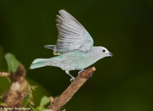 7977 Blue-gray Tanager (Thraupis episcopus), Laguna del Lagarto, Costa Rica