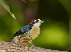 7978 Black-cheeked Woodpecker (Melanerpes pucheraini), Laguna del Lagarto, Costa Rica
