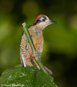 6154 Black-cheeked Woodpecker (Melanerpes pucherani), Laguna del Lagarto, Costa Rica