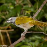 7965 Buff-throated Saltator (Saltator maximus), Arenal Oasis Lodge, Costa Rica