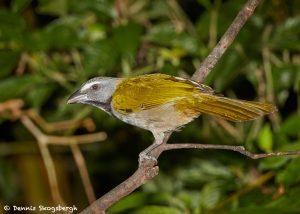 7965 Buff-throated Saltator (Saltator maximus), Arenal Oasis Lodge, Costa Rica