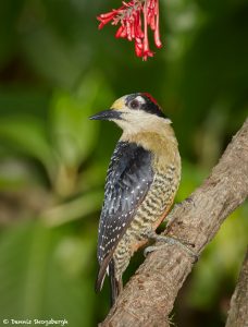 7965 Black-cheeked Woodpecker (Melanerpes pucherani), Laguna del Lagarto, Costa Rica