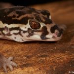 2018 Central American Banded Gecko (Coleonyx Mitratus), Arenal Oasis Lodge, Costa Rica