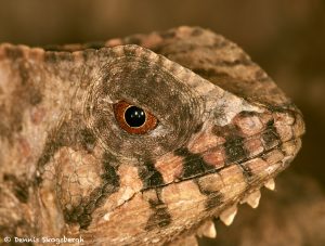 2020 Casque-headed Lizard (Corytophanes cristatus)